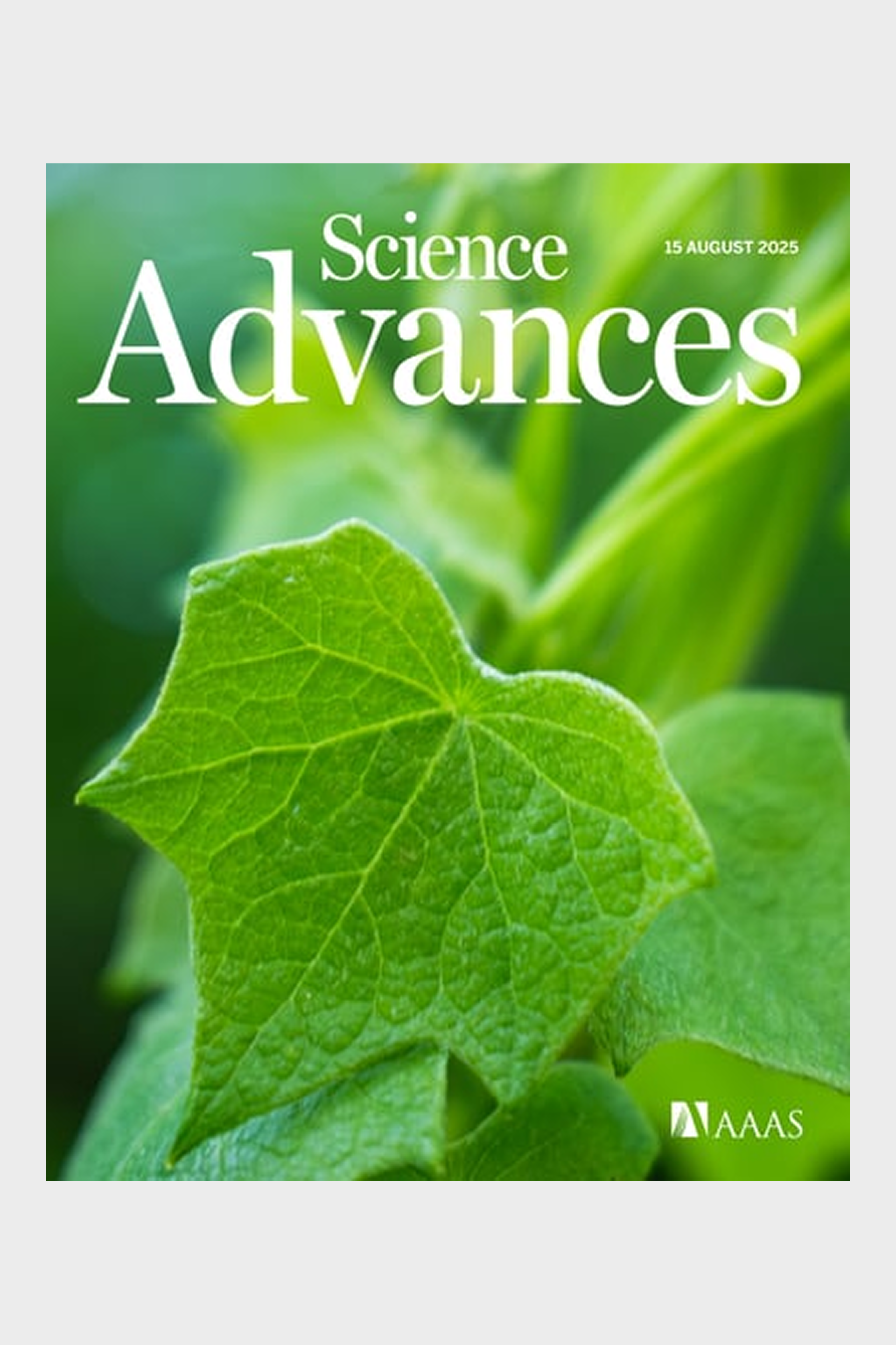 Amphiphilic nanopores that condense undersaturatedwater vapor and exude water droplets